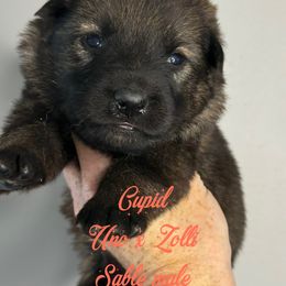 Cupid (Orange collar) - Sable male German Shepherd puppy in Canterbury, Connecticut from Nachtwaechter German Shepherds, LLC