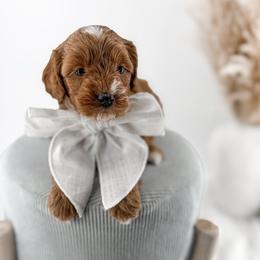 It's The Little Things- Belly Laughs - Red  female Goldendoodle puppy in Russell Springs, Kentucky from Milk & Honey Doodles