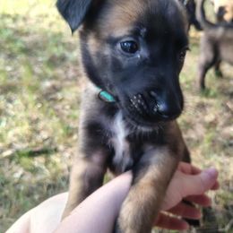 Feyre - Fawn female Belgian Malinois puppy in Alger, Michigan from Aspen’s Edge Kennel