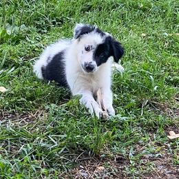 Jasper - Border Collie puppy in Maryland from Higher Goals Border Collies