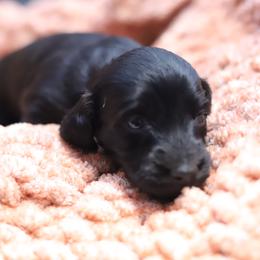 Willow - Black female Dachshund puppy in Eaton, Ohio from Miniature Alphas Dachshunds