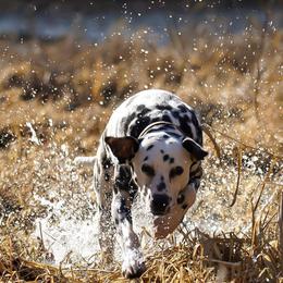 Basset Hound and Dalmatian Puppies from Lazy B Bassets and Dalmatians