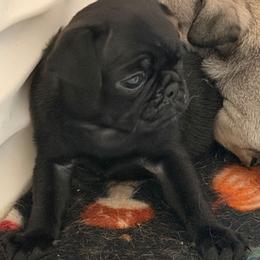Winnie - Black female Pug puppy in Olin, North Carolina from Piggy Pugs
