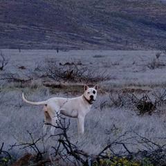Dogo Argentino puppies from Storm Dogos & Country Corgis