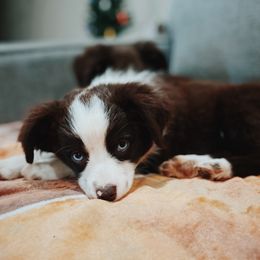 Willow - Toy Australian Shepherd