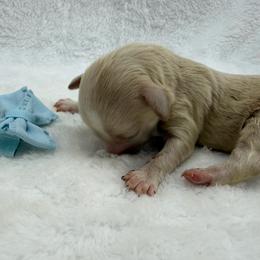 Boy 3 - Apricot male Maltipoo puppy in Turlock, California from 209PuppiesCaliforniaMaltipoo