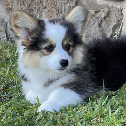 Pembroke Welsh Corgi Puppies from S&K Woodwickcorgis