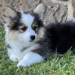 Pembroke Welsh Corgi Puppies from S&K Woodwickcorgis