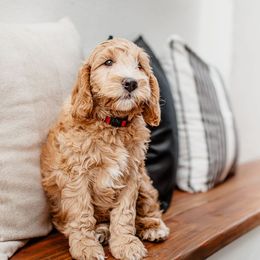 Goldendoodle Puppies from Deer Valley Doodles