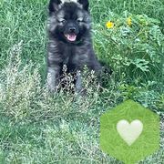 Keeshond Puppies from Kozy Keeshonden