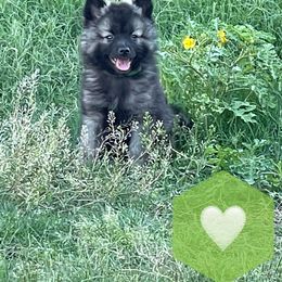 Keeshond Puppies from Kozy Keeshonden