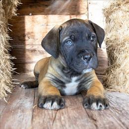 Arrowhead - Brown male Boerboel puppy in Laramie, Wyoming from Standing Stone Boerboels