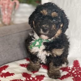 Bernedoodle Puppies from Better Day Bernedoodles