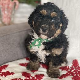 Bernedoodle Puppies from Better Day Bernedoodles
