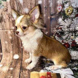 7413 chocolate sable male - Chocolate sabled fawn male Chihuahua puppy in Palmyra, Indiana from Country Star Chihuahuas