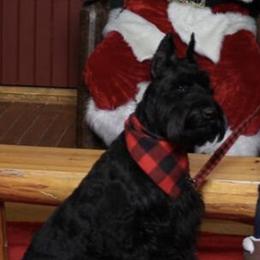 Giant Schnauzers from Jotunn Kennels