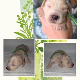 Gohlke 3000 - Cream male Dachshund puppy in Gatesville, Texas from CJ's Dach Dynasty