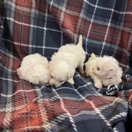 Maltese puppies from Johnny's Pets