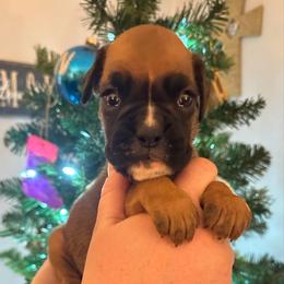 Eloise - Fawn female Boxer puppy in Watervliet, New York from Shamrock's Boxers