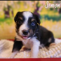 Simon - Black tri male Miniature Australian Shepherd puppy in Macomb, Missouri from Faunus Farms and Aussies