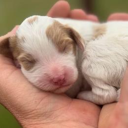 Walker - White male Cavapoo puppy in Ville Platte, Louisiana from The Barkery
