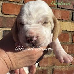 Mordecai - Lemon and white male Basset Hound puppy in Bellaire, Ohio from Blessed Bassets