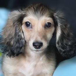 Rocky - Cream male Dachshund puppy in Azle, Texas from American Dachshunds