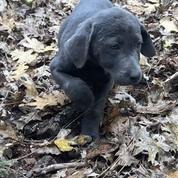 Marlin - Charcoal male Dilute Retriever puppy in Grants Pass, Oregon from KnR Antler Dogs