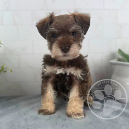 Spruce - Liver male Miniature Schnauzer puppy in Hockley, Texas from Dixieland Miniature Schnauzers
