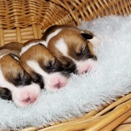 American Corgi and Pembroke Welsh Corgi Puppies from Whimsical Treasure Corgis