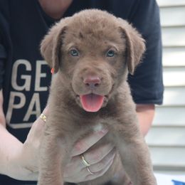 "Hunter" Orange Boy - Light brown Chesapeake Bay Retriever puppy in Eureka, Kansas from Eska Creek Chesapeakes
