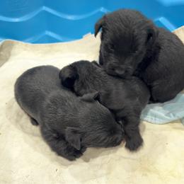 Black girl 3 - Black female Scottish Terrier puppy in Wellston, Ohio from White Apple Kennel