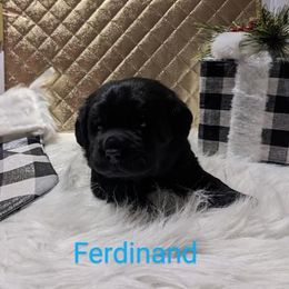 Labrador Retriever Puppies from Adirondack Labradors