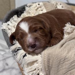 Ube - Red female Bernedoodle puppy in Hillsboro, Oregon from Myt fine doodles