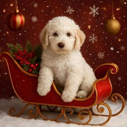 Girl 1 - Parti female Goldendoodle puppy in Cartersville, Georgia from Oodles of doodles nw ga