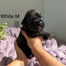 White Collar Male - Black brindle male Cane Corso puppy in St. Augustine, Florida from RG2 Cane Corsos