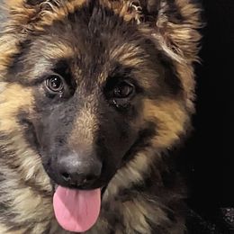 Girl 1 - Black and red German Shepherd puppy in O'fallon, Illinois from Nordenhaus German Shepherds