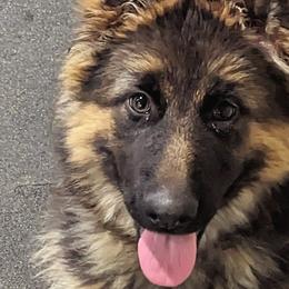 Girl 1 - Black and red German Shepherd puppy in O'fallon, Illinois from Nordenhaus German Shepherds