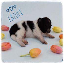 Lazuli - White and black male Shetland Sheepdog puppy in Minnesota from Sheltie Puppies