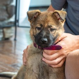 Belgian Malinois, Dutch Shepherd, and German Shepherd Puppies from Stay Wild K9