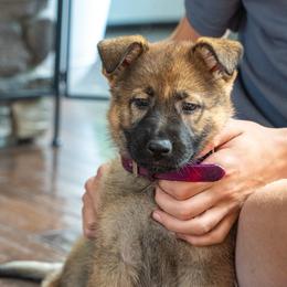 Belgian Malinois, Dutch Shepherd, and German Shepherd Puppies from Stay Wild K9