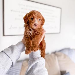 Tinselwood - Red  female Goldendoodle puppy in Greencastle, Indiana from Willow & Co.
