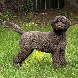 Labradoodles and Poodles from Hanley Country Canines
