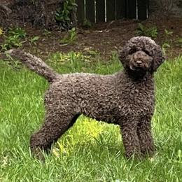 Labradoodles and Poodles from Hanley Country Canines