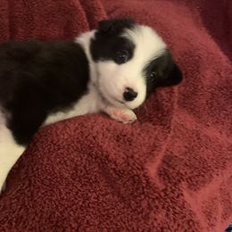Border Collie Puppies from Best Friend Borders