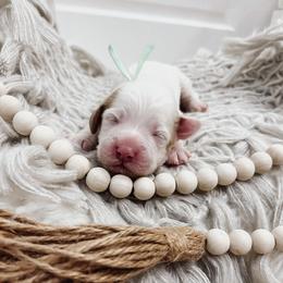 Mint Girl - Parti female Goldendoodle puppy in Beecher, Illinois from Cherry Lane Doodles