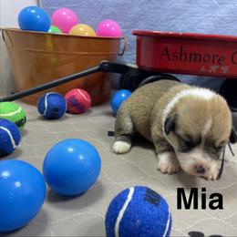 Mia - Sable female Pembroke Welsh Corgi puppy in Apison, Tennessee from Ashmore Corgis