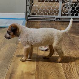Girl 1 - Red mottled female Australian Cattle Dog puppy in Carthage, Missouri from MO Morningstar Heelers
