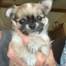 Rocket - Fawn and white male Chihuahua puppy in Tecumseh, Oklahoma from Callie’s Happy Chihuahuas, Callie’s Happy Treasures LLC
