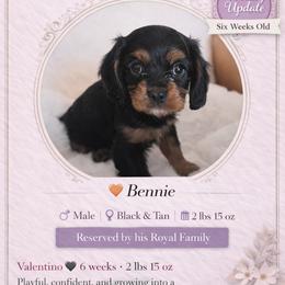 Prince Valentino - Black and tan male Cavalier King Charles Spaniel puppy in Mesa, Arizona from Comfort Royalty Cavaliers